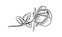 Imagen decorativa