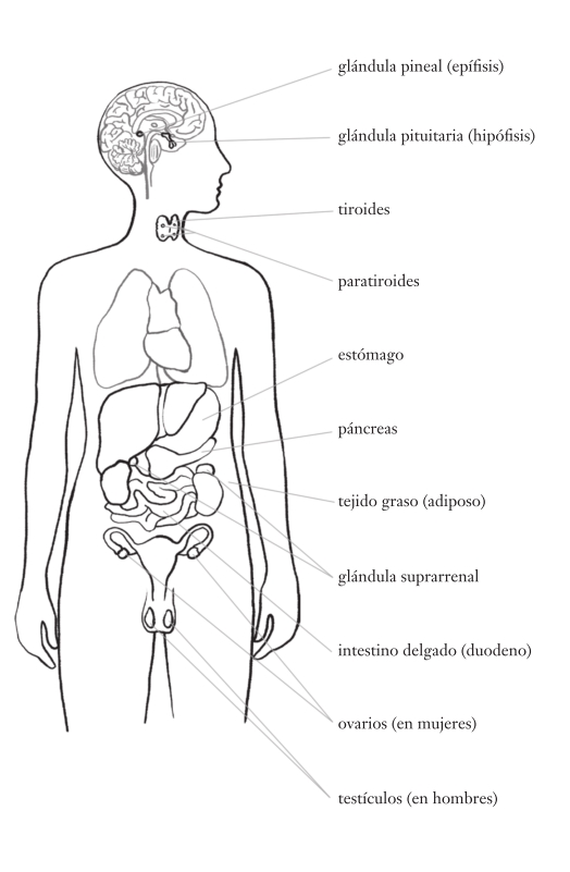 Imagen esquemática del interior del cuerpo humano