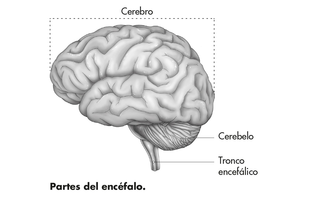 Ilustración en blanco y negro de las partes del encéfalo, en la que se muestran el cerebro, cerebelo y tronco encefálico.