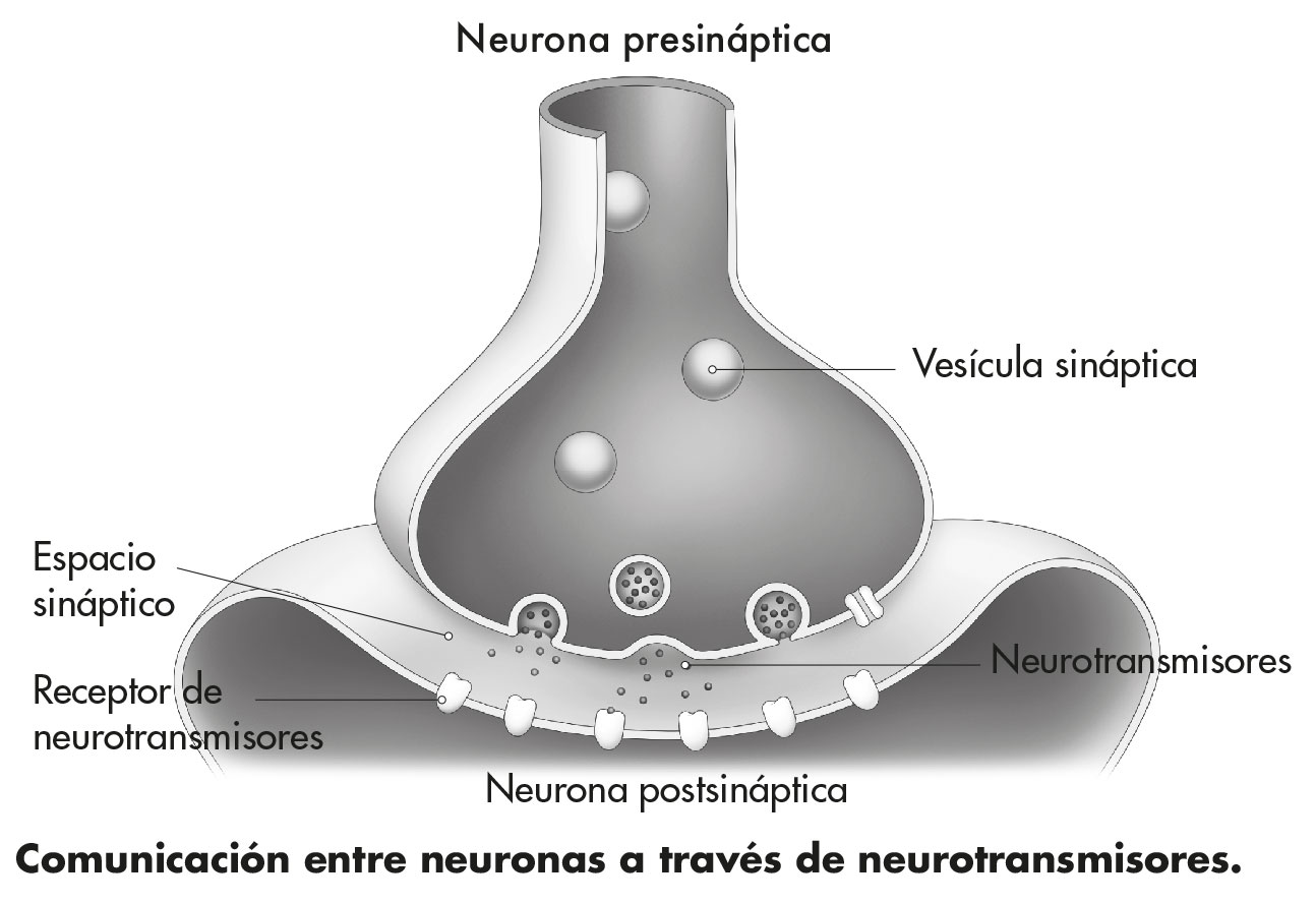 Ilusraciín en blanco y negro de los diferentes elementos que forman parte de la comunicación entre neuronas a través de neurotransmisores.