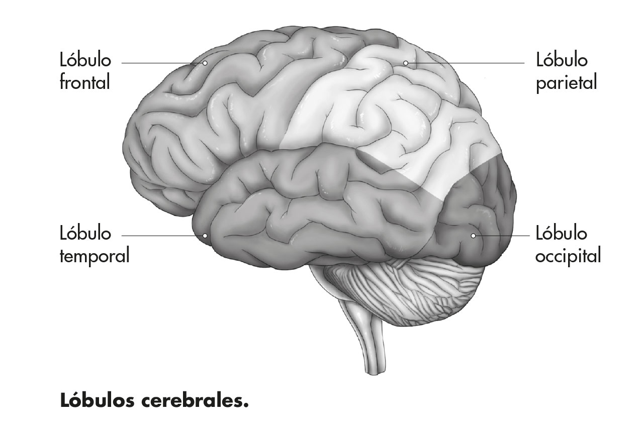 Ilustración en banc y negro de los lóbulos cerebrales.