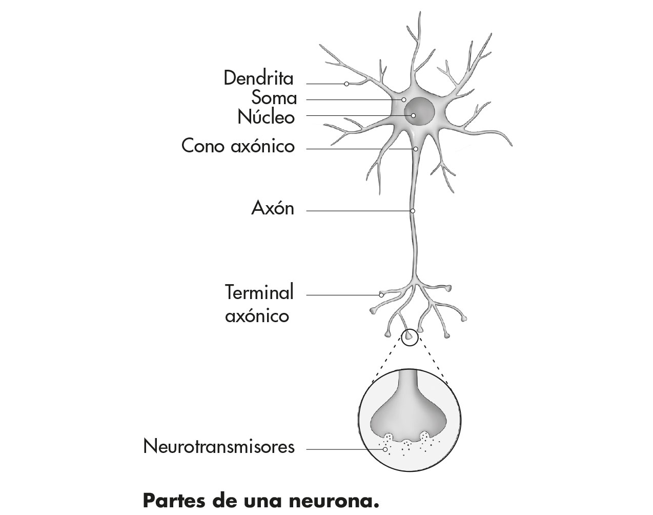 Ilstración en blanco y negro de las partes de una neurona.