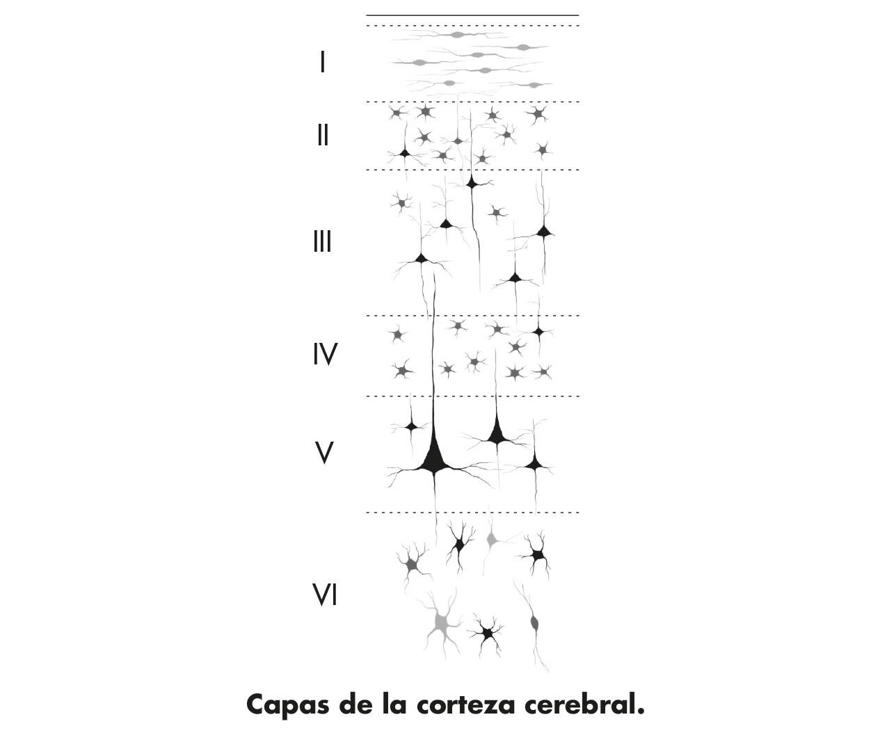 Ilstración en blanco y negro de las capas de la corteza cerebral.