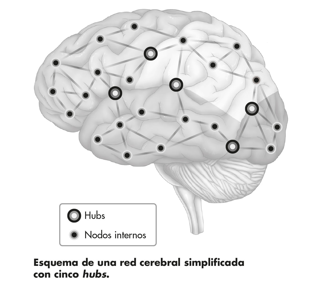Ilstración en blanco y negro del esquema de una red cerebral simplificada con cinco «hubs».