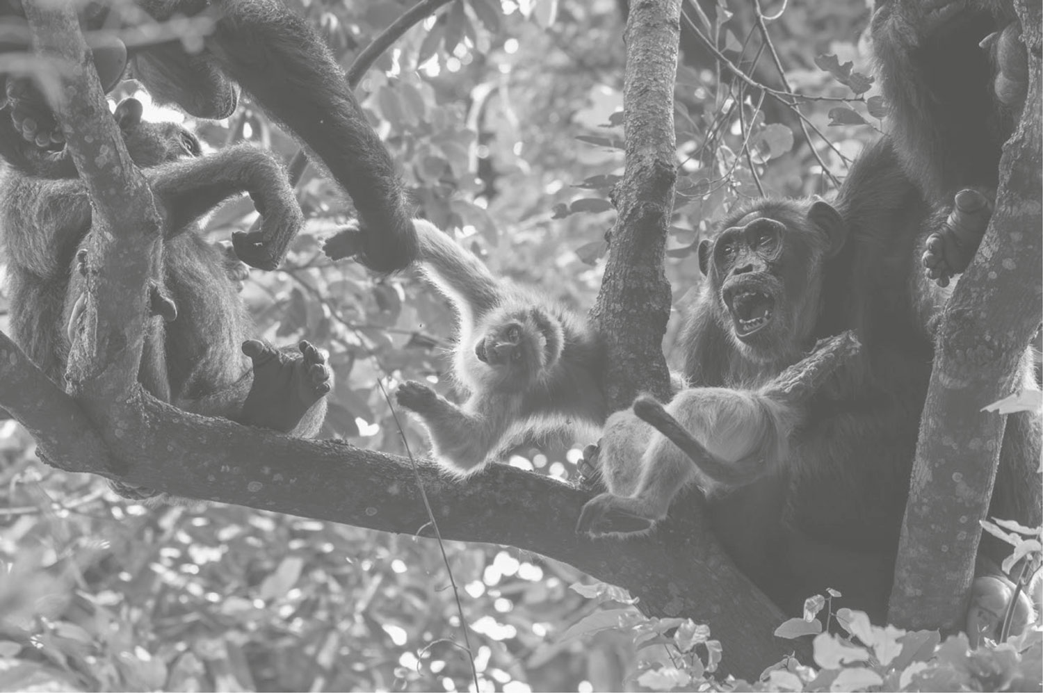Fotografía en blanco y negro de un grupo de chimpancés encaramados en unas ramas altas cazando a otros monos más pequeños. Uno de esos chimpancés tiene agarrado a un mono a medio devorar, mientras que otro sostiene el cuerpo inerte de un segundo mono menor.