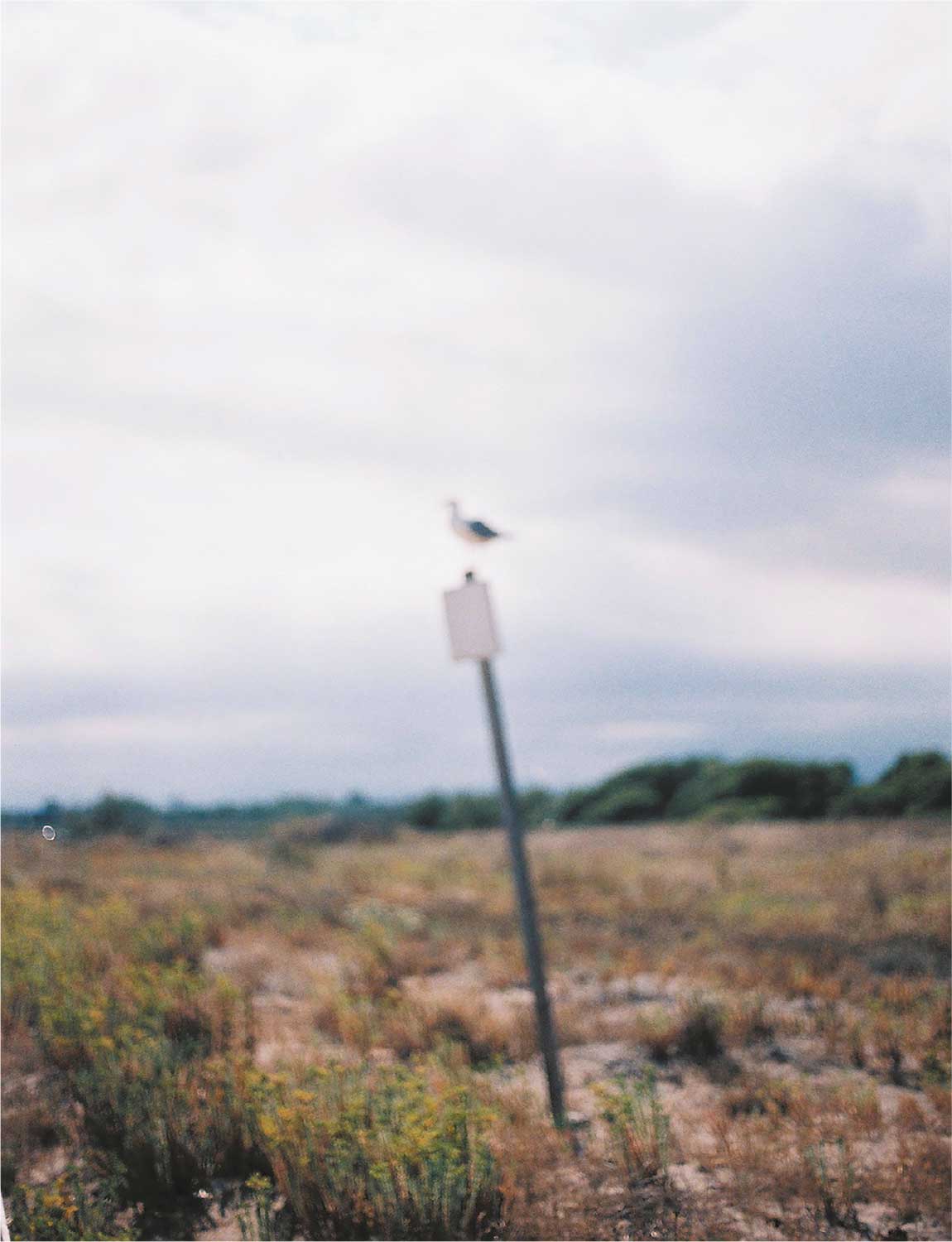 Fotografía de un paisaje abierto con vegetación baja y un poste inclinado con una señal.