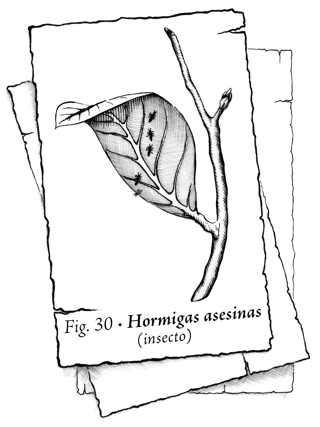 Naipe en blanco y negro que muestra una ramita de árbol con una hoja. Una hilera de hormigas recorre el dorso de la hoja. El texto reza: Fig. 30 – Hormigas asesinas (insecto).