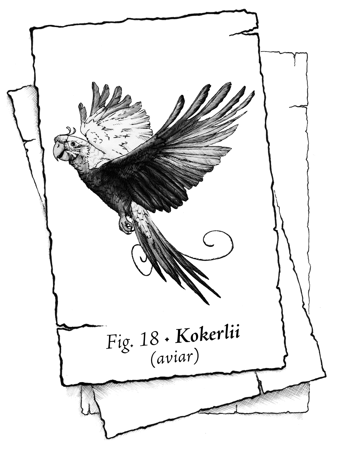 Naipe en blanco y negro que muestra un ave similar a un papagayo alzando el vuelo, vista de perfil, con el plumaje claro, el pico curvo entreabierto y unos ojos que parecen fijos en el lector. El texto reza: Fig. 18 – Kokerlii (aviar).