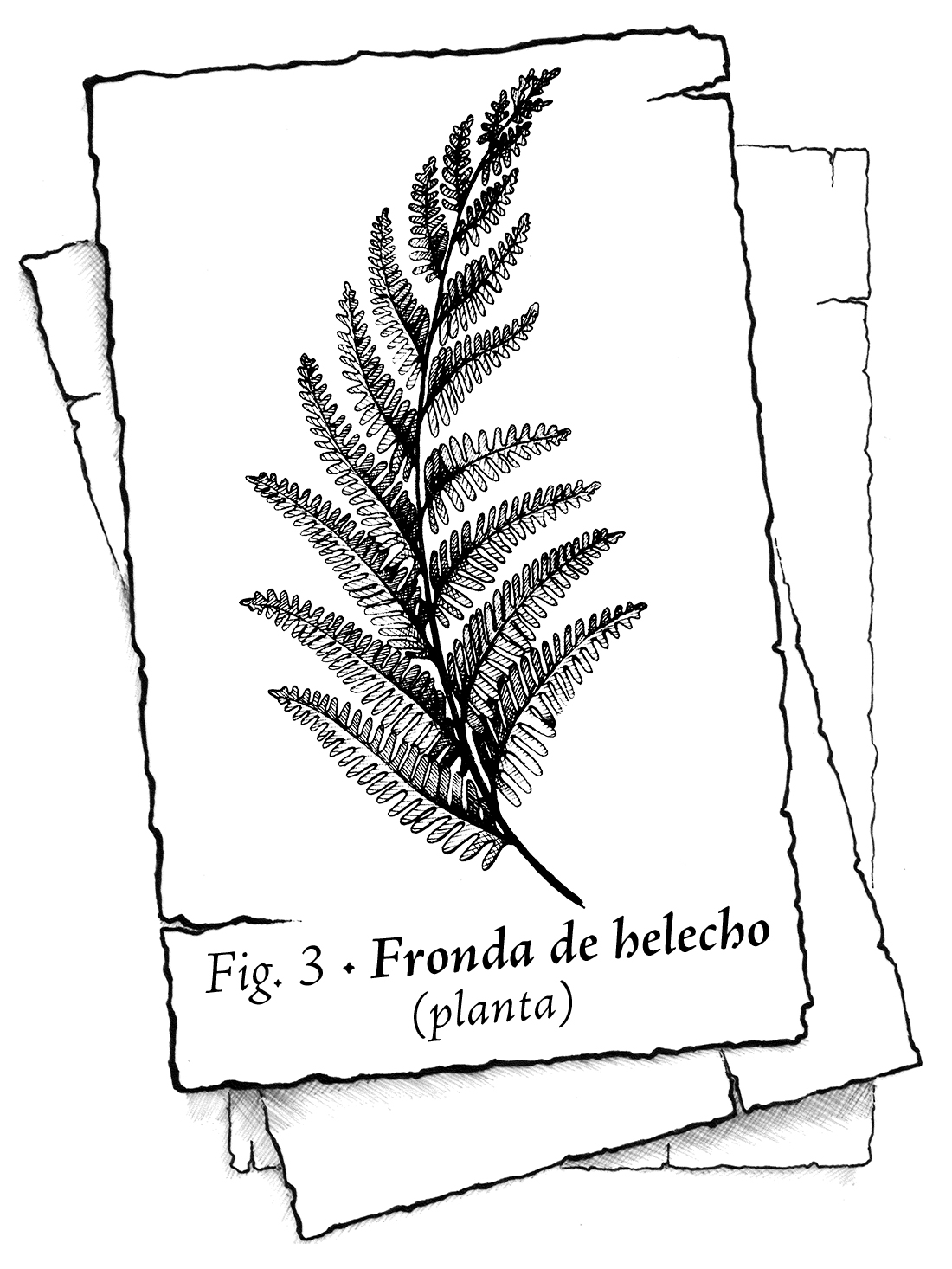 Naipe en blanco y negro que muestra una fronda de hojas muy bifurcadas. El texto reza: Fig. 3 – Fronda de helecho (planta).