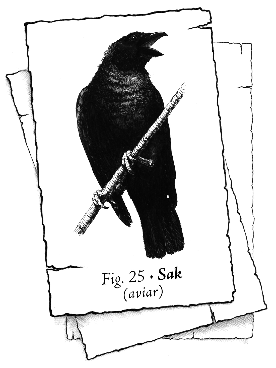 Naipe en blanco y negro que muestra un ave similar a un cuervo, de plumaje negro, posada en una rama recta, mirando de lado y graznando. El texto reza: Fig. 25 – Sak (aviar).