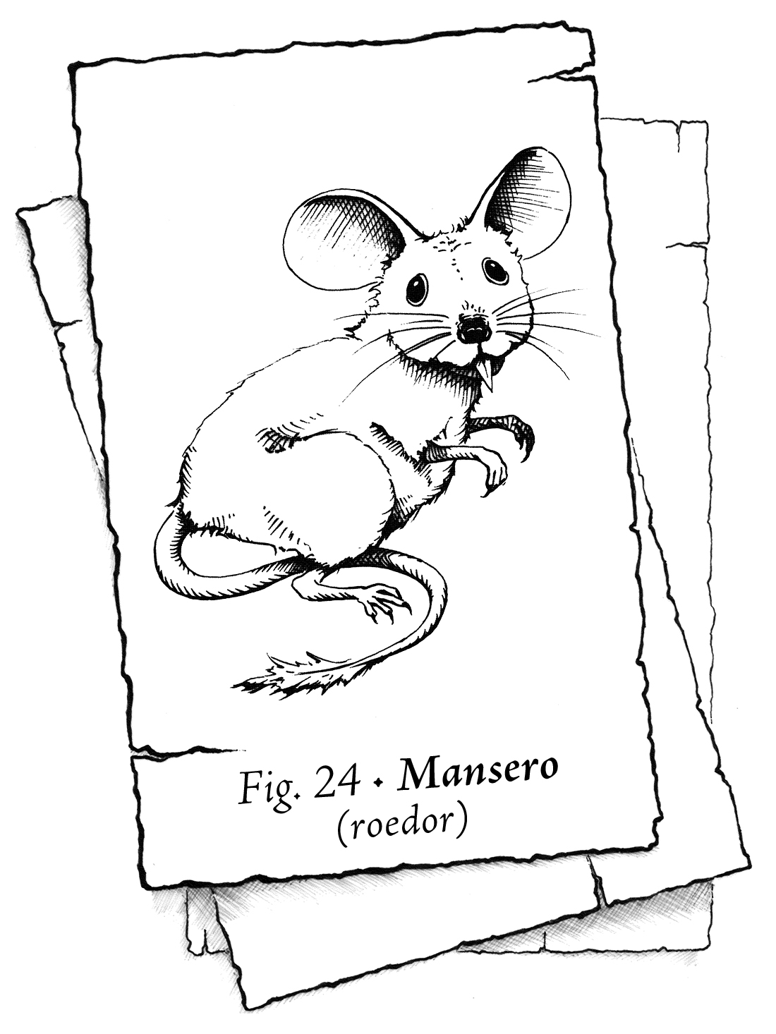 Naipe en blanco y negro que muestra un animalillo similar a un ratón, con las orejas redondas y grandes y una cola que acaba en un penacho alargado. El animal está erguido sobre las patas traseras, con las delanteras encogidas, mirando al lector con expresión cohibida. El texto reza: Fig. 24 – Mansero (roedor).
