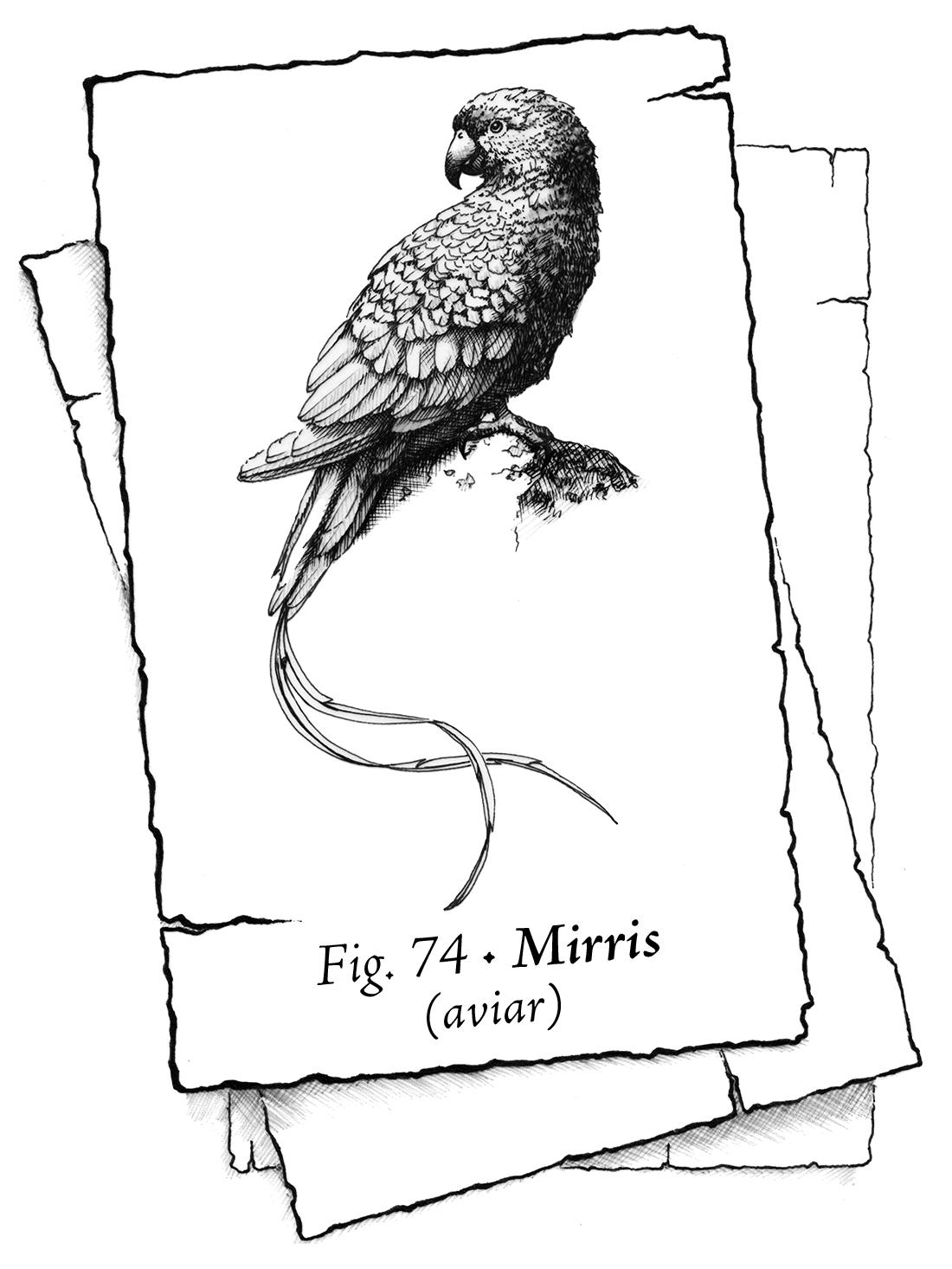 Naipe en blanco y negro que muestra un ave similar a un loro, con el pico curvado y dos plumas larguísimas y serpenteantes en la cola, vista de perfil, posada sobre una roca y con la cabeza vuelta hacia atrás. El texto reza: Fig. 74 – Mirris (aviar).