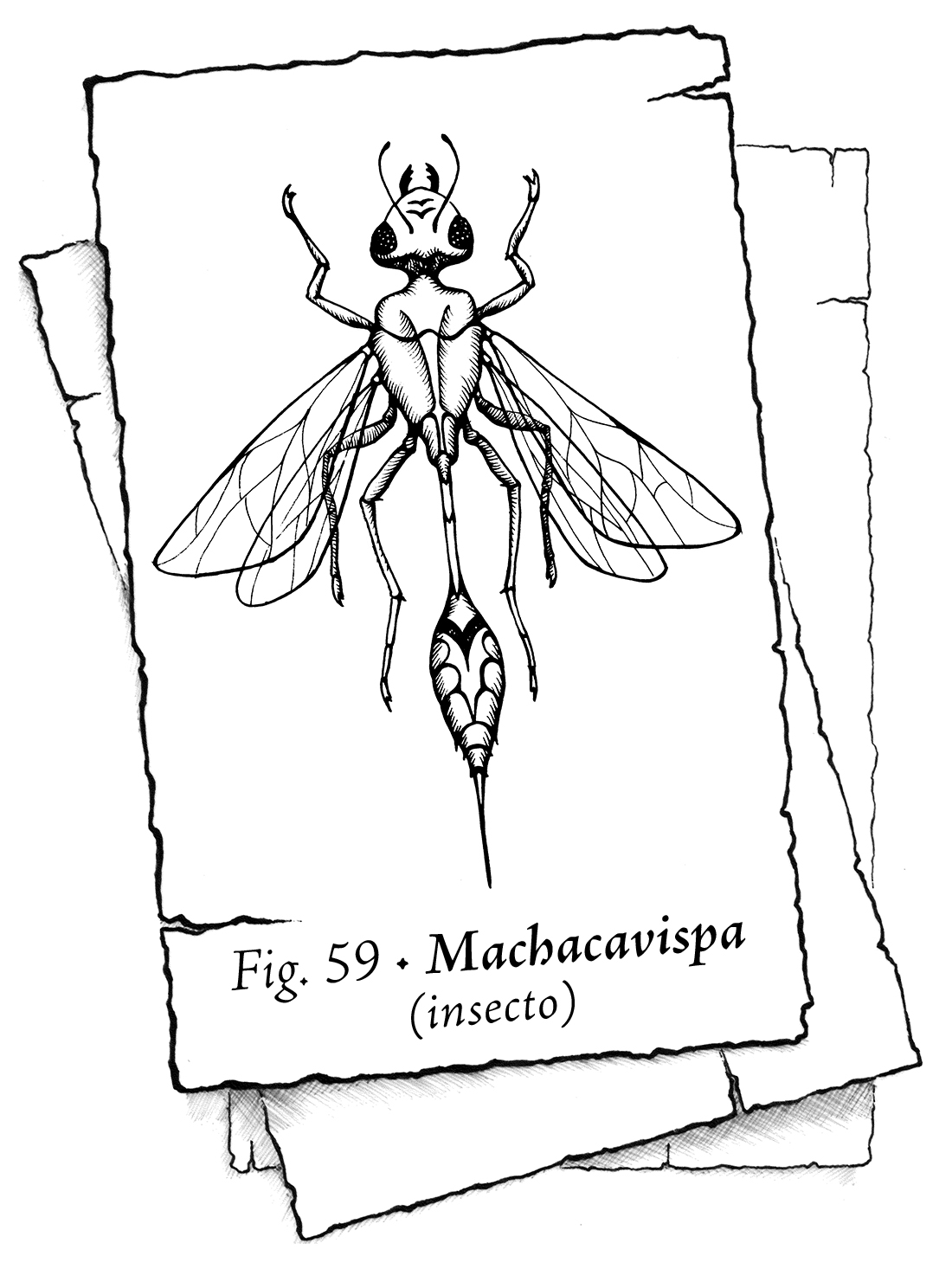 Naipe en blanco y negro que muestra un insecto parecido a una avispa pero con la cintura todavía más estrecha si cabe, visto desde arriba, extendiendo las seis patas y las cuatro alas traslúcidas. El texto reza: Fig. 59 – Machacavispa (insecto).