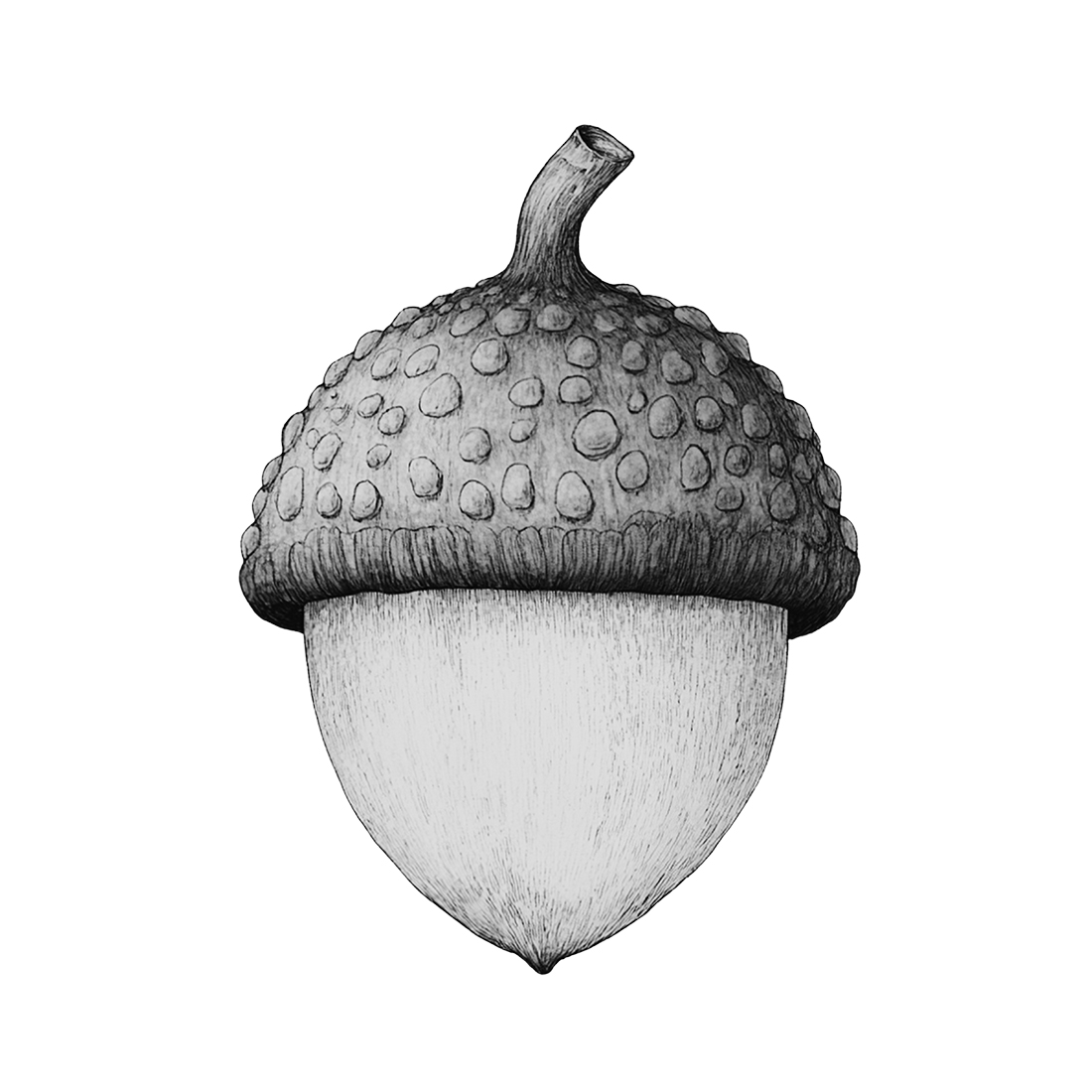 Ilustración de una bellota