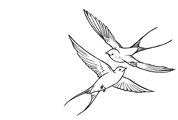 Ilustración de dos pájaros volando