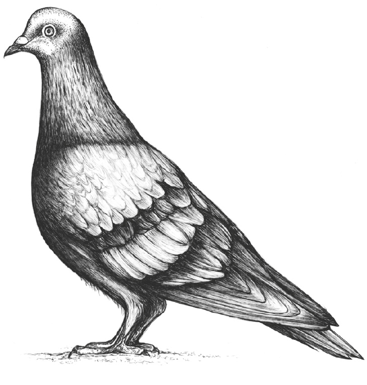 Ilustración en blanco y negro de una paloma