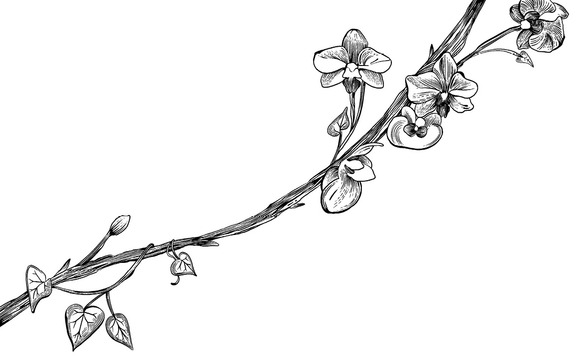 Ilustración de una rama de árbol con alguna hoja y flores.