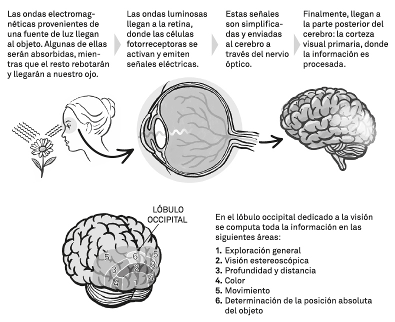 La imagen ilustra el proceso de la visión humana. Comienza con la luz reflejada en un objeto, que es absorbida por las células de la retina. Estas células se activan y emiten señales eléctricas. Las señales viajan a través del nervio óptico al cerebro, donde la corteza visual primaria procesa la información. El lóbulo occipital del cerebro se encarga de la visión, computando datos en varias áreas: exploración general, visión estereoscópica, profundidad y distancia, color, movimiento y determinación de la posición absoluta del objeto.