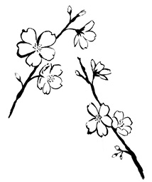 Ilustración de dos ramas en flor de un cerezo