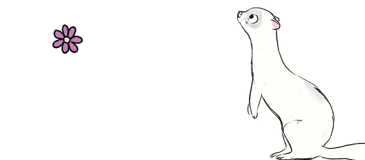 Ilustración de una hurona blanca incorporada sobre las patas traseras.