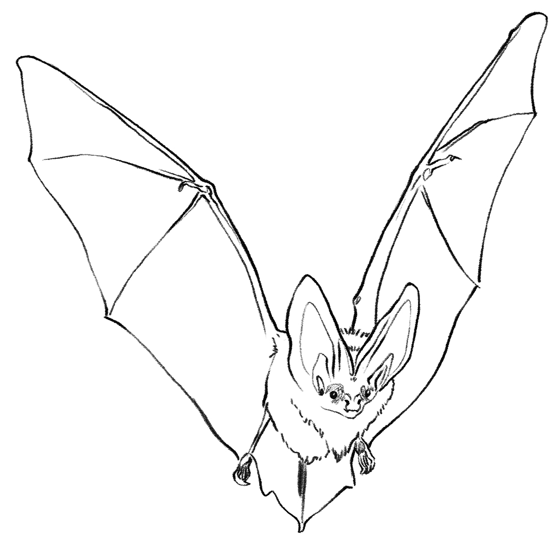 Ilustración de un pequeño murciélago con las alas extendidas.