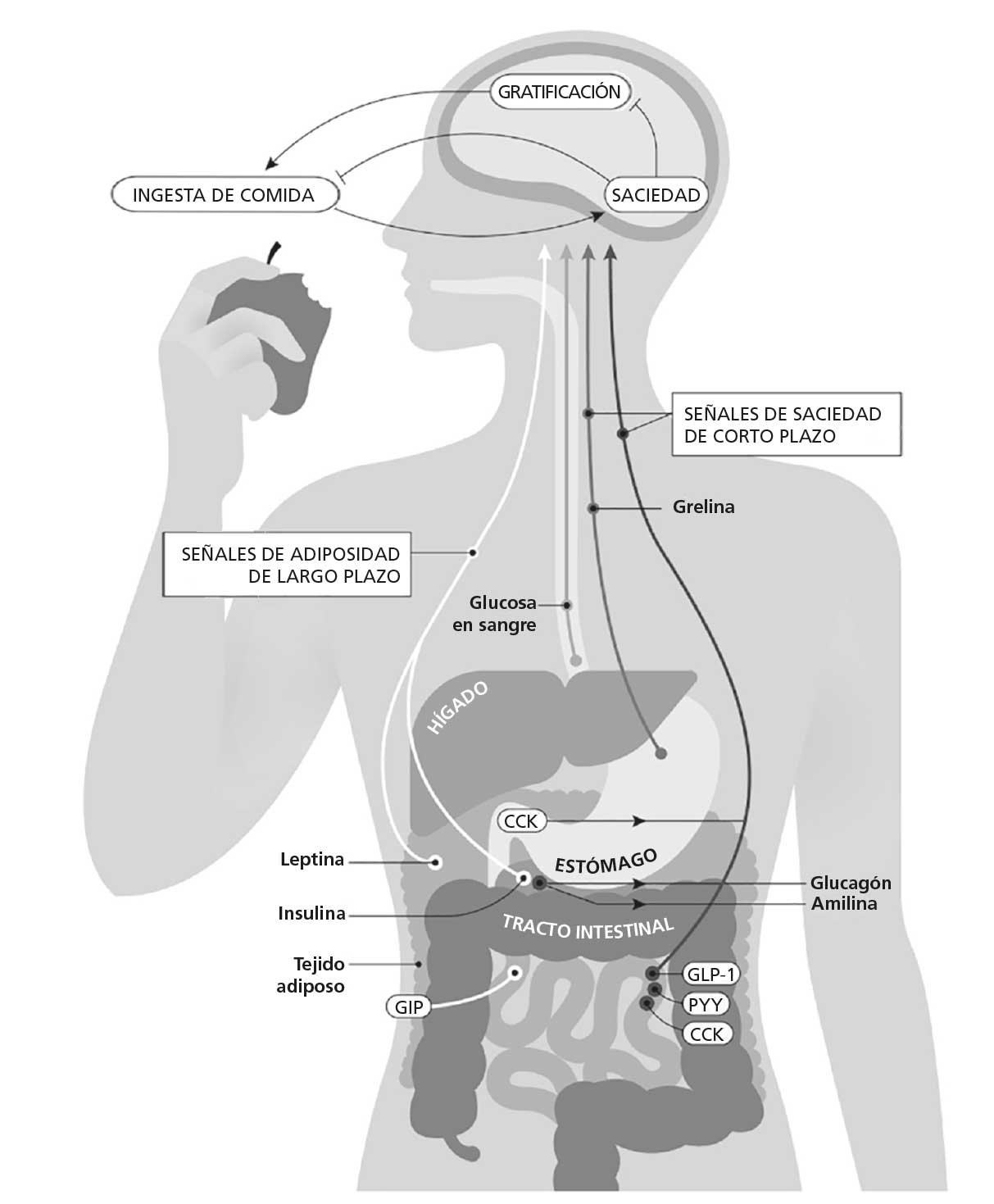 Diagrama explicativo de la biología de la ganancia de peso con la silueta de una persona de perfil en el centro que sostiene una manzana mordida en la mano situada junto a la etiqueta ingesta de comida; en la parte superior, el cerebro con las etiquetas gratificación y saciedad conectado mediante flechas a la ingesta de comida; desde el aparato digestivo parten señales de saciedad de corto plazo hacia el cerebro; en el abdomen se identifican estómago, tracto intestinal, hígado y tejido adiposo con etiquetas de hormonas y sustancias como CCK, GLP-1, PYY, GIP, insulina, leptina, glucagón y amilina, además de glucosa en sangre; se indican señales de adiposidad de largo plazo desde el tejido adiposo hacia el cerebro; el conjunto representa la interacción entre ingesta, metabolismo, hormonas y regulación del peso corporal.