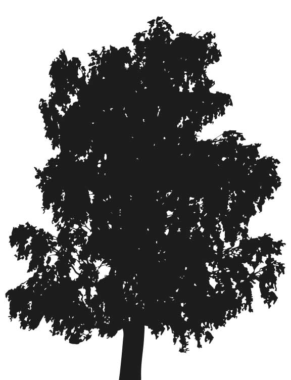 Il·lustració d’ un arbre.